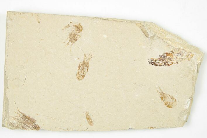 Four Cretaceous Fossil Shrimp - Hjoula, Lebanon #201357
